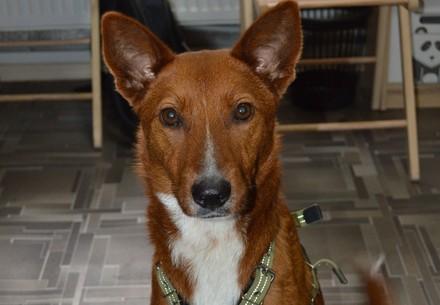 Therapy dog Lisa