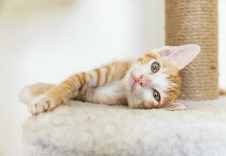Cat at home