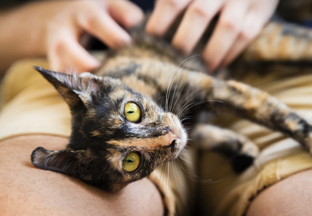 Rescue Kitten Roxy