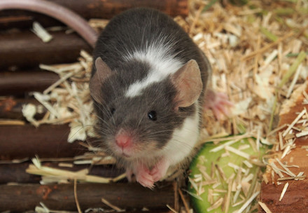 Pet mouse