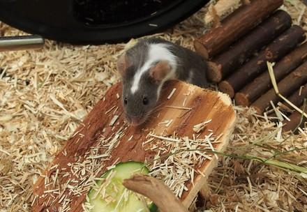 Best design for a mice habitat