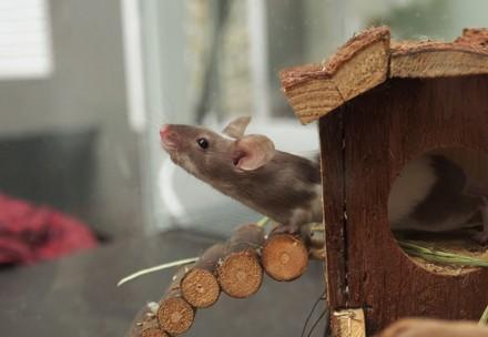 Pet mice – 10 facts worth knowing 