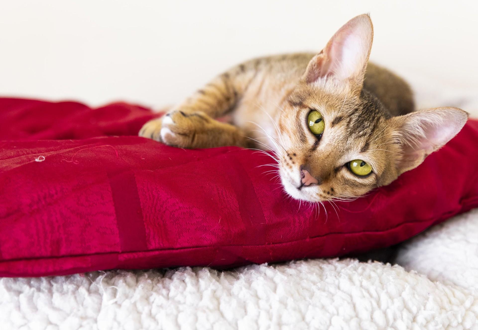 Lying cat