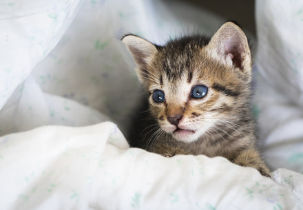 Rescue Kittens Hazel and Diana
