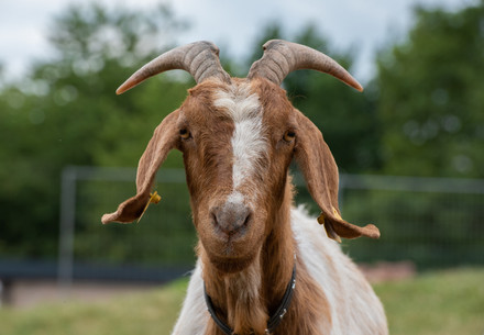 Goat at TIERART