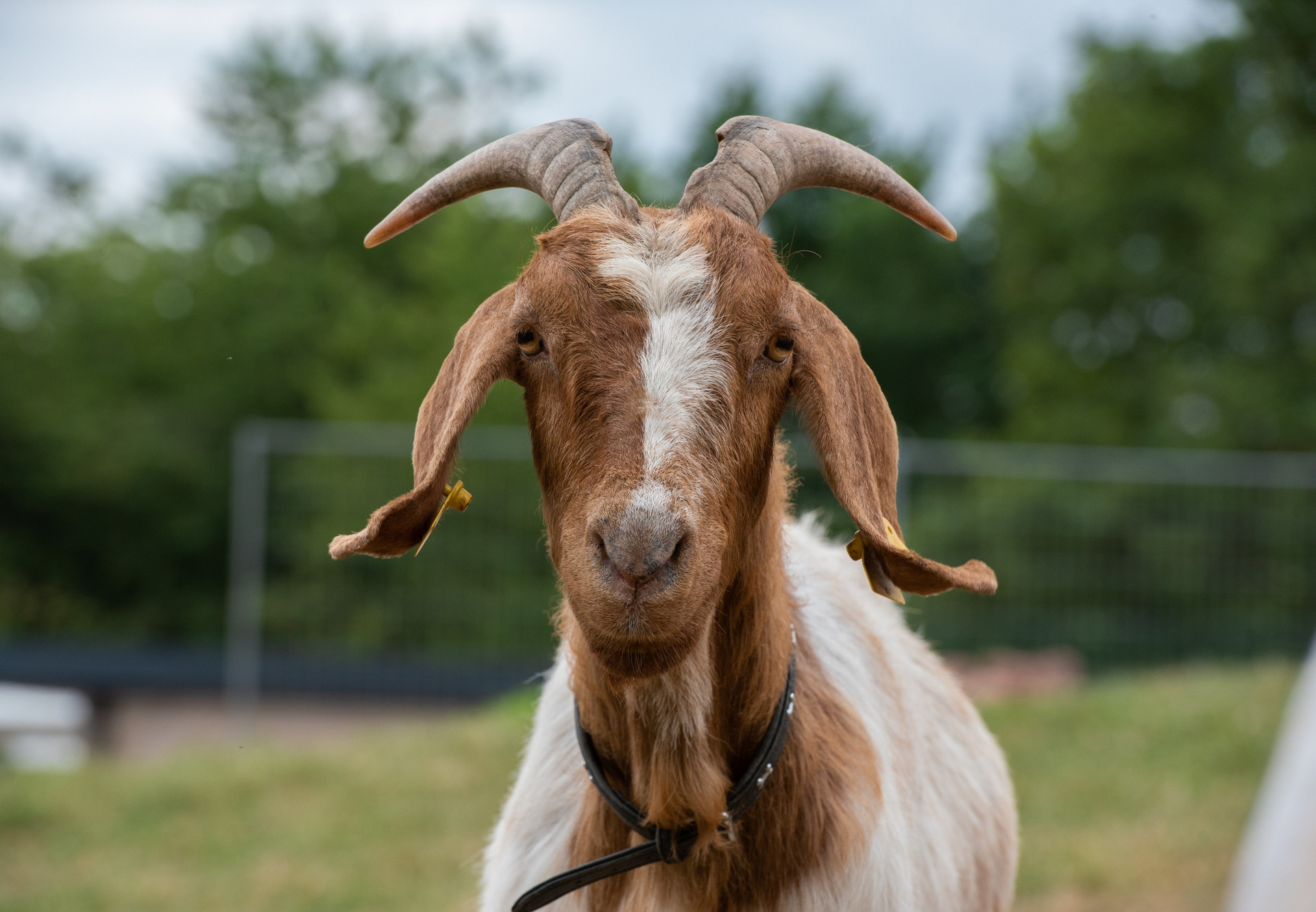 Goat at TIERART in Germany