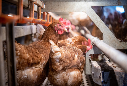Chickens