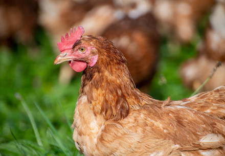 Chicken