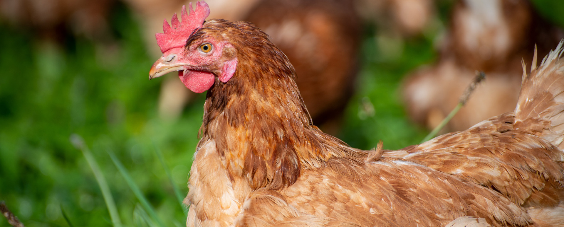 Chicken