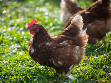 Chicken