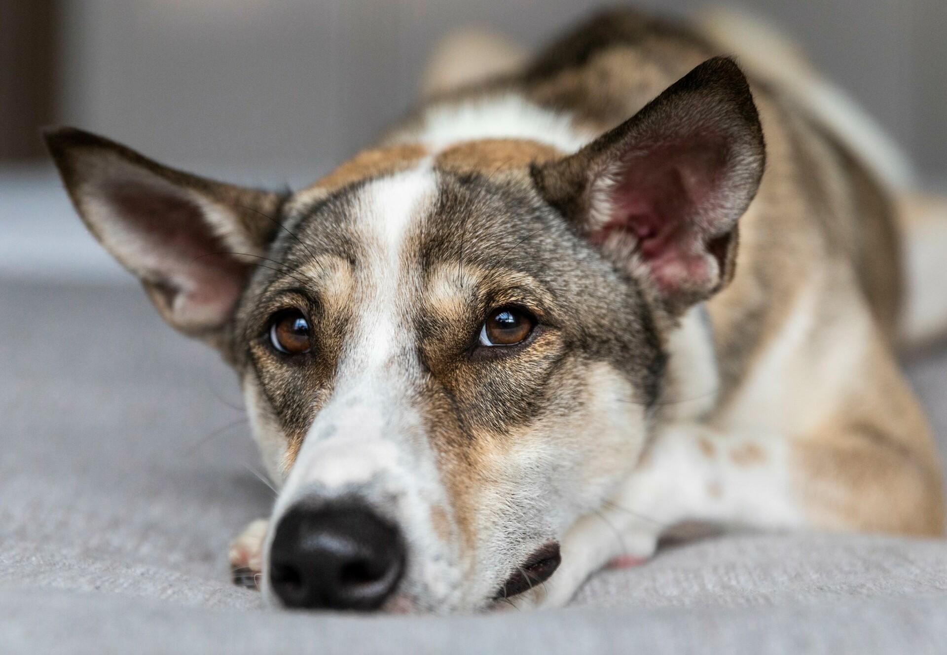 Dog at Home