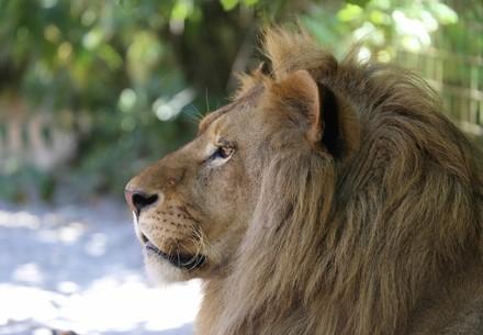 Lion Ivan-Asen