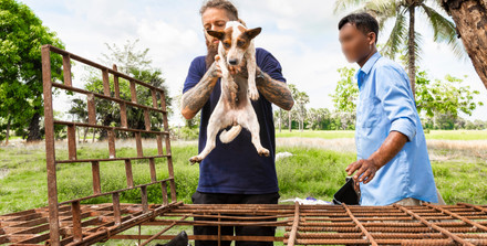 A Slaughterhouse Shutdown in Cambodia