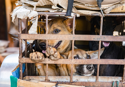 Dogs at a slaughterhouse in Cambodia Dogs at a slaughterhouse in Cambodia