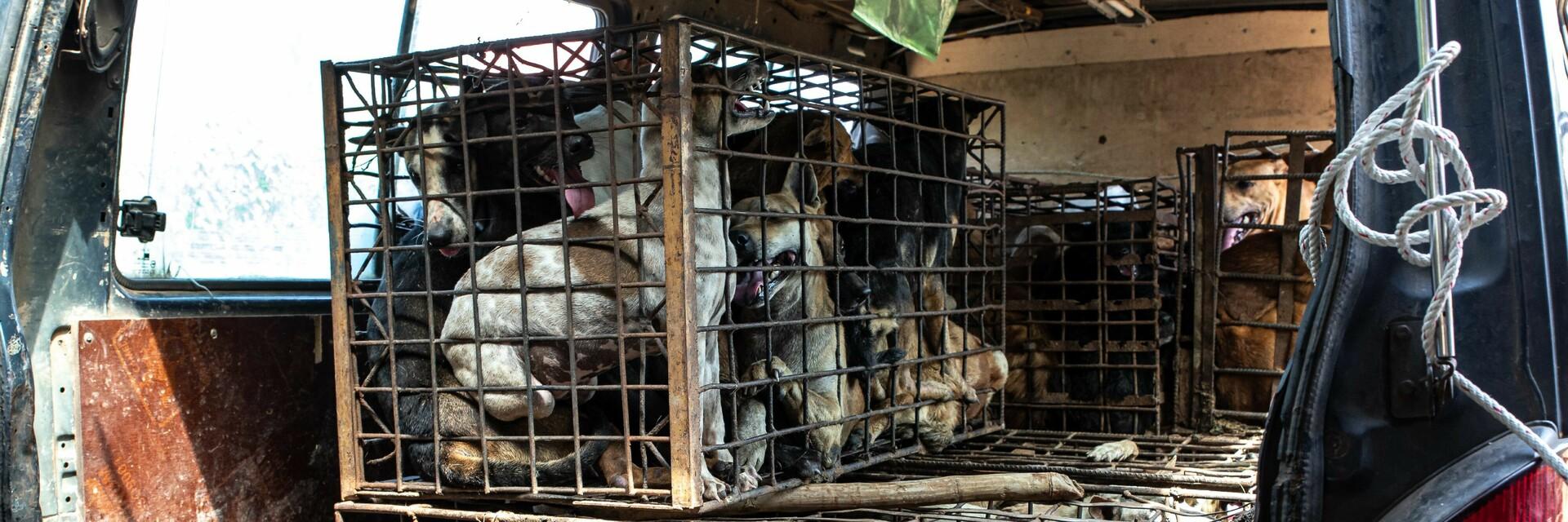 Dog and Cat Meat Trade Dog and Cat Meat Trade