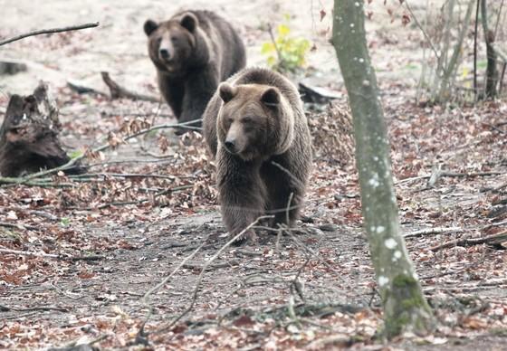 Bears Dasha & Lelya