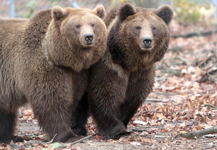 Dasha and Lelya at BEAR SANCTUARY Domazhyr