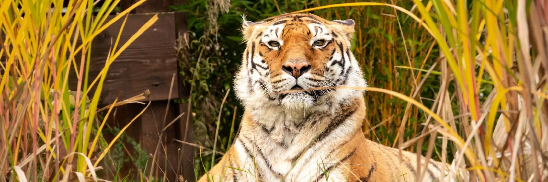 Tiger in the grass