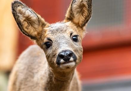 Roe buck Ruffy