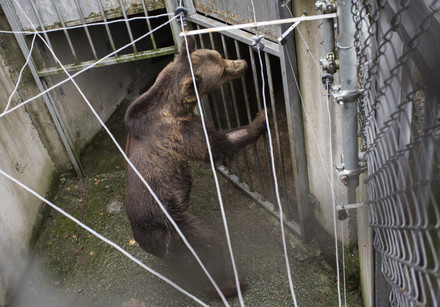 Bear in zoo