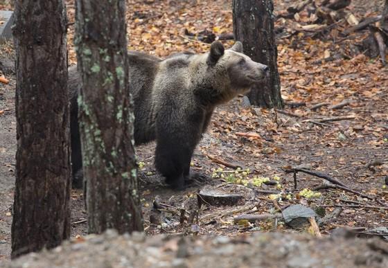 Bear Suzana at DANCING BEARS PARK Belitsa