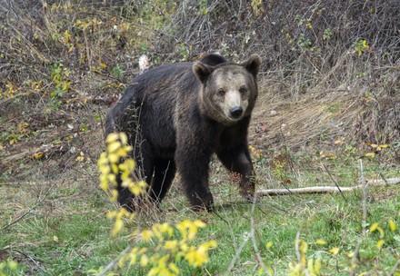 Brown bear Vesko
