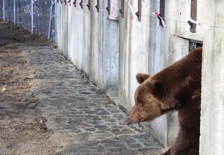 Bear Misha at BEAR SANCTUARY Domazhyr