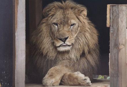 Lion Lenci in FELIDA