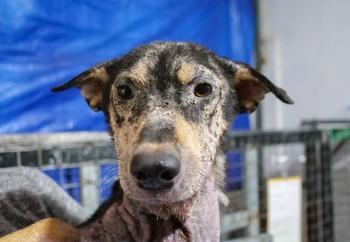 Cola’s severe skin condition