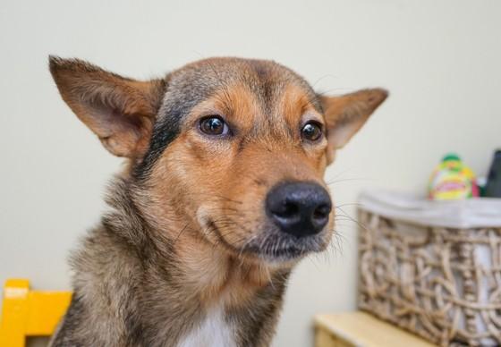 Rescued dog