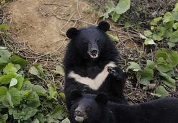 Lili and Lulu in the outdoor enclosure