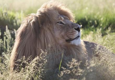 Lion in a sanctuary