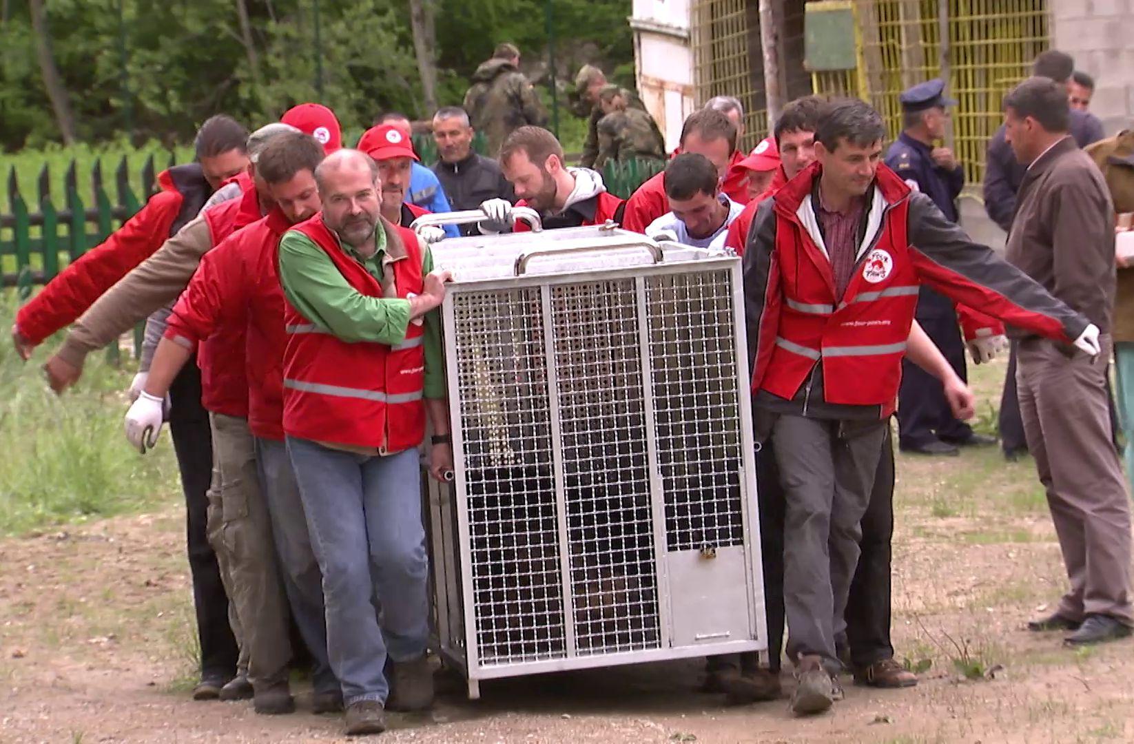 Bear rescue 2013