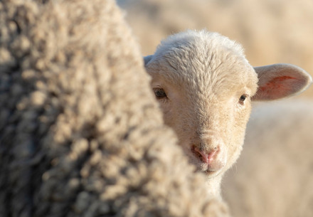 Sheep