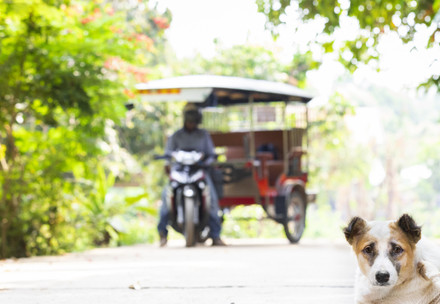 Stray dog