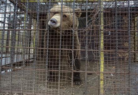 Bear Teddy in a tiny cage