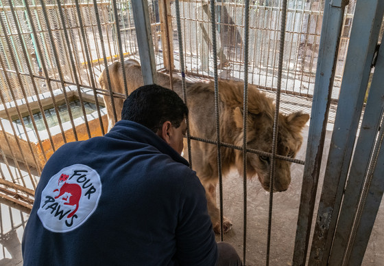 Lion Mansour at the Al Qurashi Family Park Zoo in Sudan