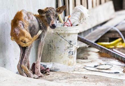 Rescue dog Veronica suffered from a severe skin infection