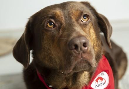 Therapy dog Shoko