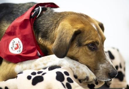 Therapy dog Smiley