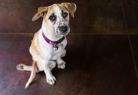 Rescue dog Kitty sitting