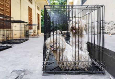Dogs Sor and Pitch