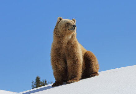 Bear Napa
