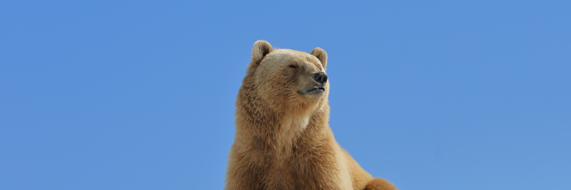 Bear Napa in AROSA