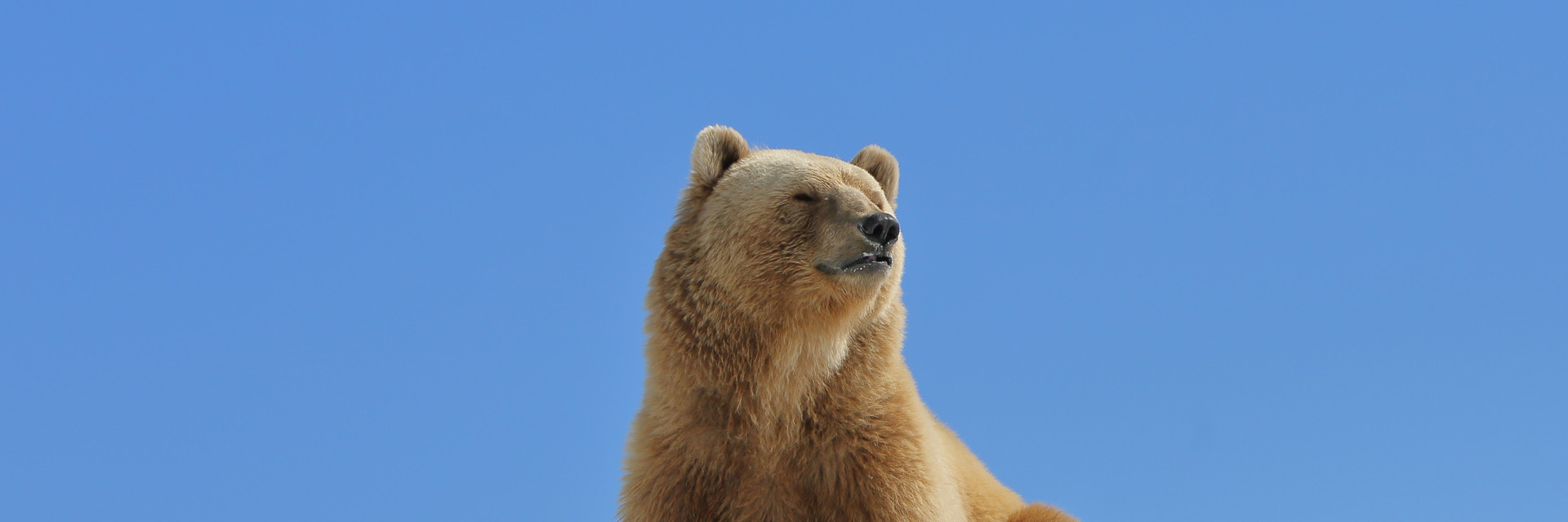 Bear Napa