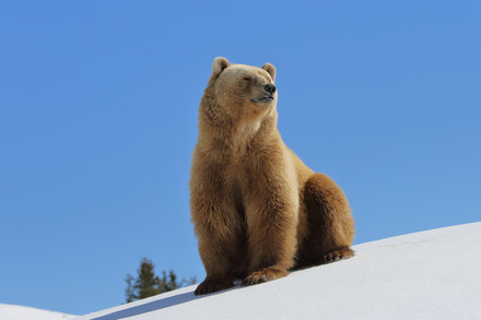 Bear