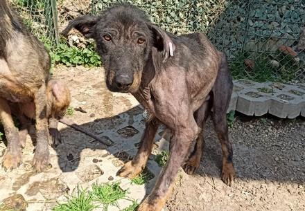 Rescue Dog Kovi