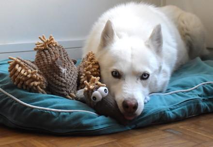 Dog at home