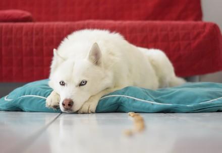 Dog at home