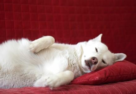 Dog at home